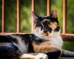 Cat Calico Cat Animal Feline  - loicp90 / Pixabay