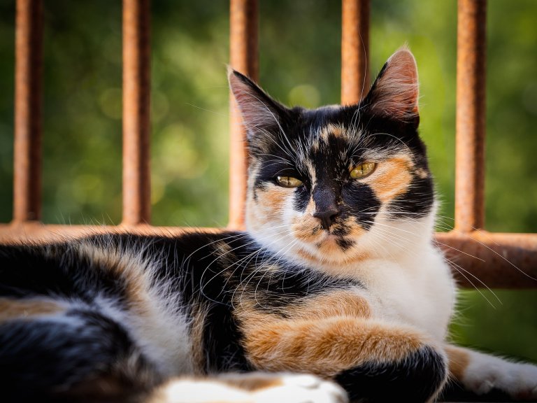 Cat Calico Cat Animal Feline  - loicp90 / Pixabay