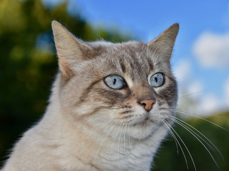 Cat European Shorthair Pet Feline  - JACLOU-DL / Pixabay