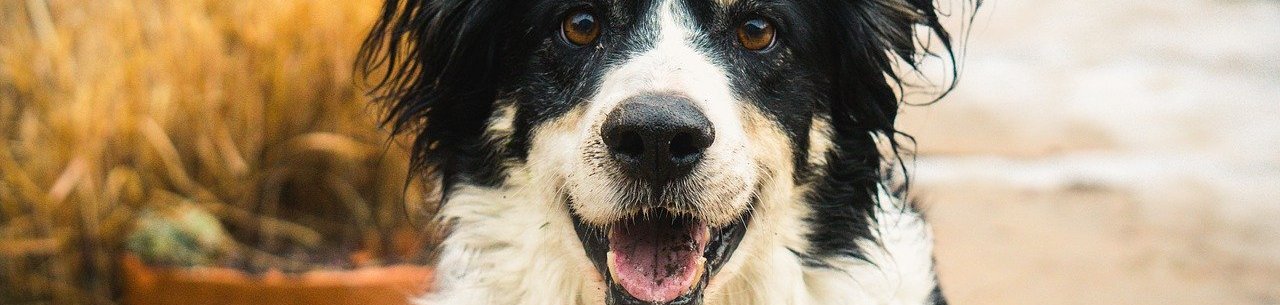 Plicní hypertenze u psů – guidelines pro diagnostiku, klasifikaci, terapii a monitoring