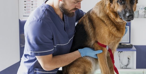 Vakcinace psů v Německu
