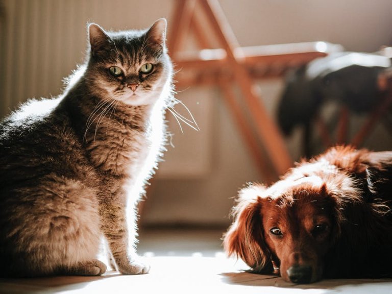 pes a kočka