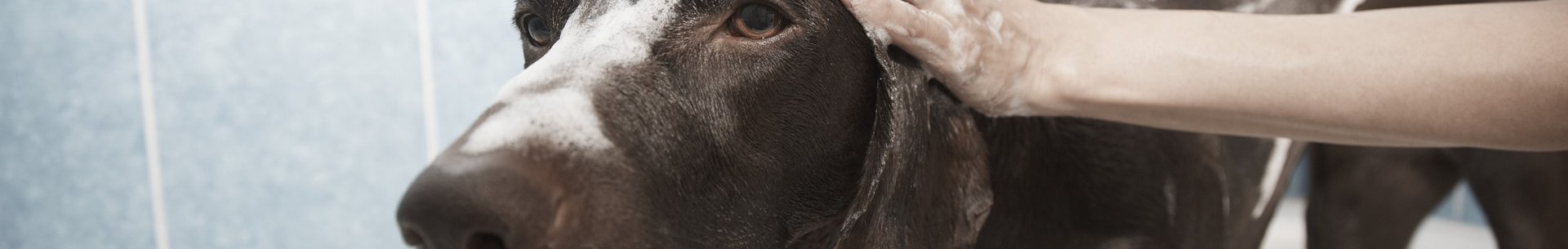 Neoplazie reprodukčního aparátu psů – použití zobrazovacích metod