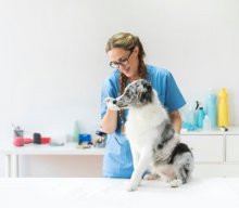 smiling female veterinarian touching dog s mouth clinic 23 2147928396