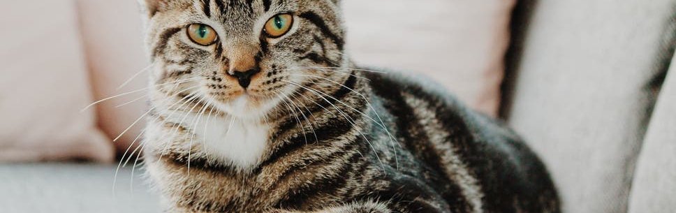 Bezpečnost používání robenacoxibu u koček s chronickým muskuloskeletálním onemocněním