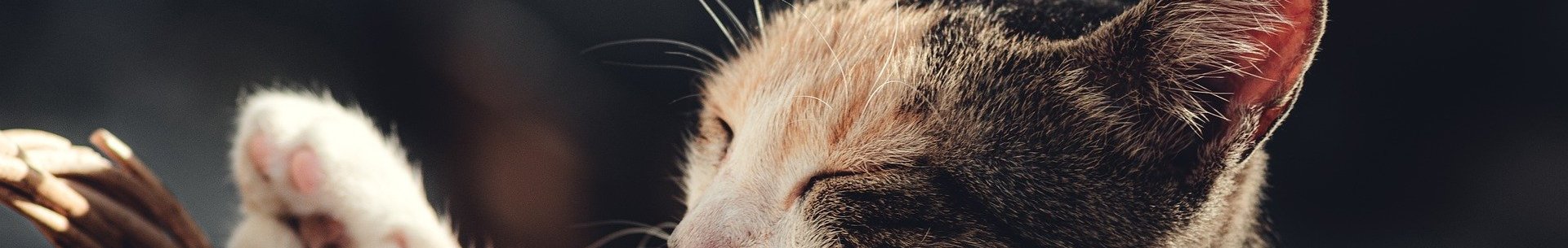 První autochtonní případ infekce Dirofilaria immitis u kočky v Rakousku