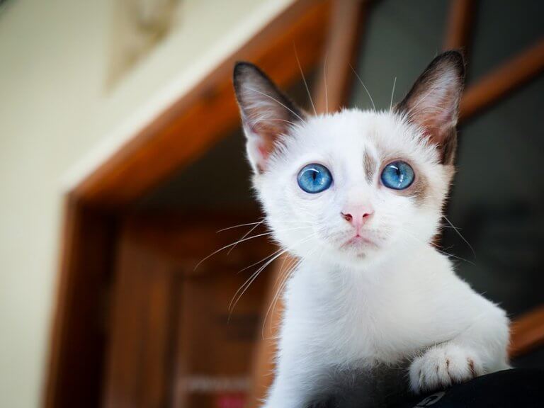 kitten 1866475 960 720