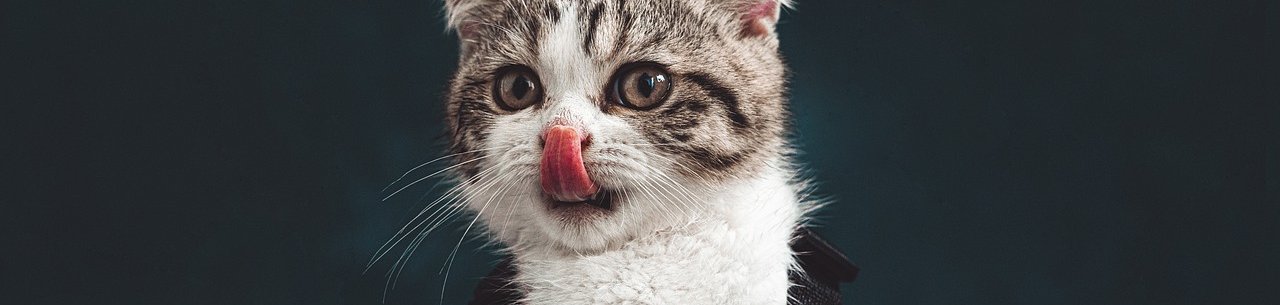 Dávkování léčiv u psů a koček s chronickým onemocněním ledvin