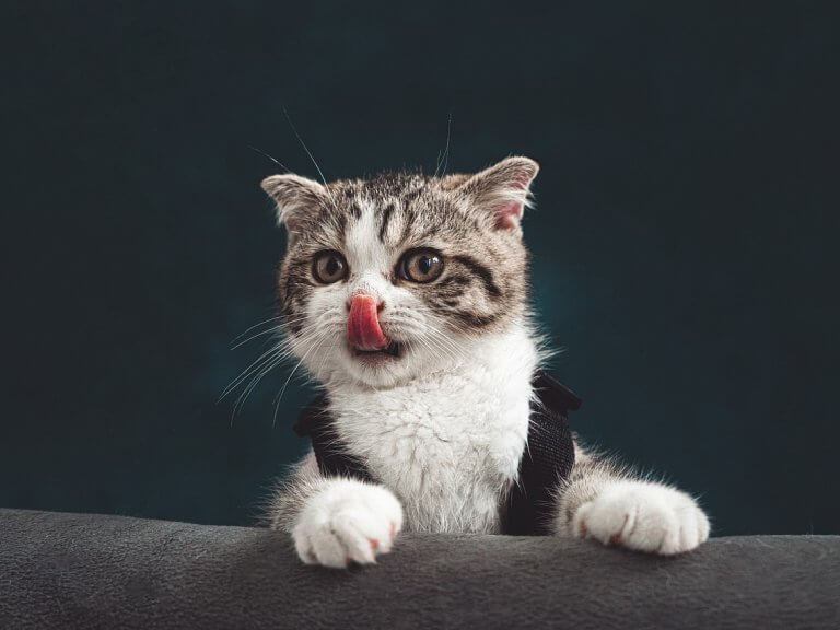cat 6723256 1280