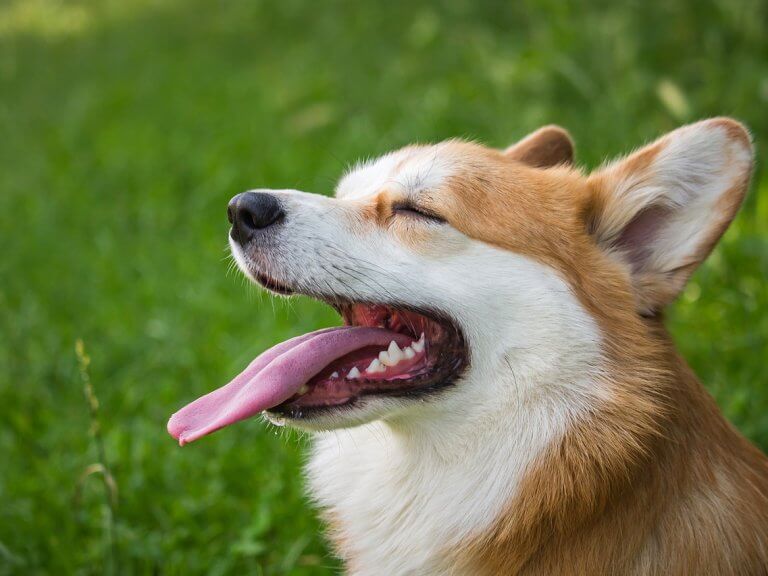 dog 6394502 1280