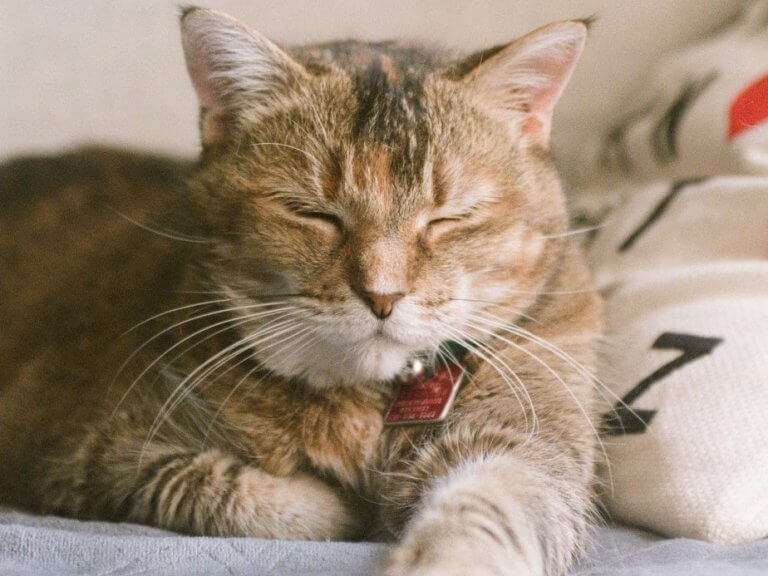 a dozing ginger cat in the sunlight