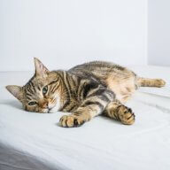 Beautiful short hair cat lying on the bed at home