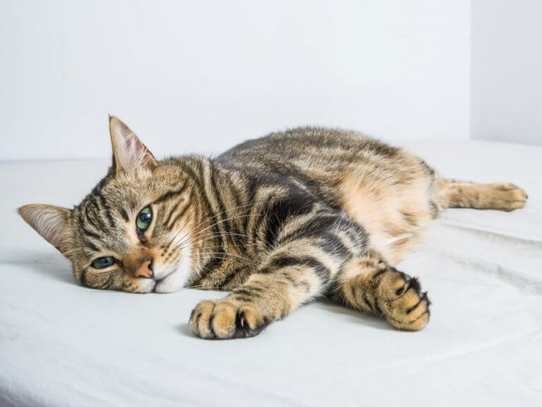 Beautiful short hair cat lying on the bed at home
