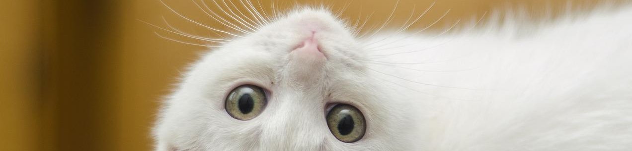 Koxofemorální luxace jako komplikace lokalizovaného tetanu u kočky