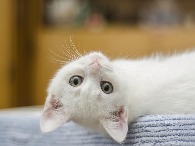 kitten g8e17904af 1920