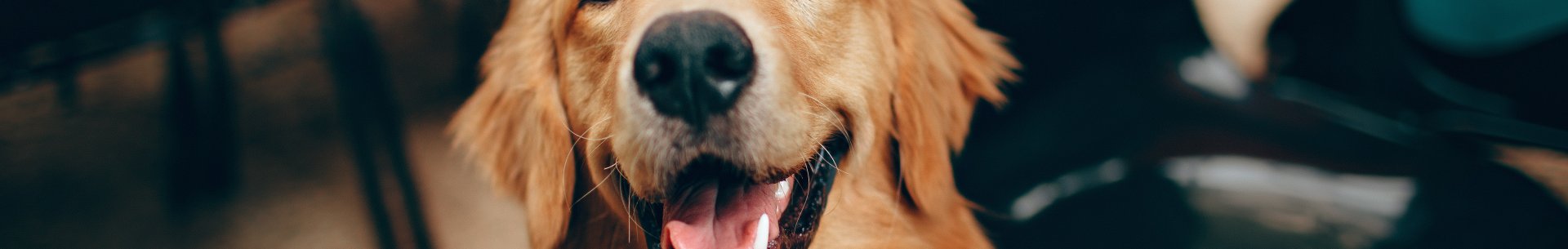 Bezpečnost a účinnost paclitaxelu u psů